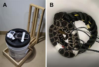 Social security: can rattlesnakes reduce acute stress through social buffering?